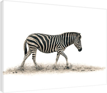 Mario Moreno - The Zebra Lerretsbilde