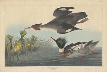 Bilde på lerret Red-breasted Merganser, 1838