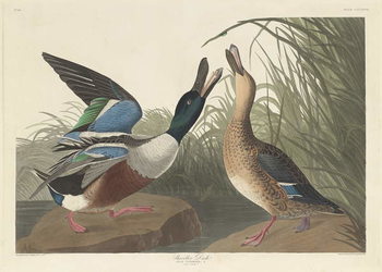 Bilde på lerret Shoveller Duck, 1836