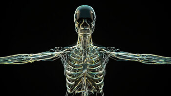 Bilde på lerret Skeletal Form,  c.2015-2025