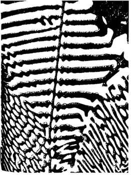 Bilde på lerret Zebra Pattern