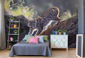 Ταπετσαρία τοιχογραφία  Lynx At Sunset