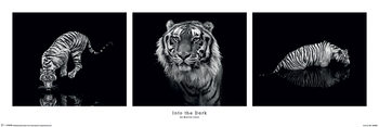 Αφίσα  Marina Cano - Into the Dark