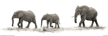 Αφίσα  Mario Moreno - The Elephants