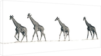 Εκτύπωση καμβά  Mario Moreno - The Giraffes
