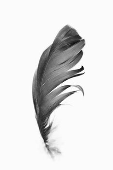 Kunstfotografie Black feather
