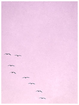 Ilustrácia borderpinkbirds