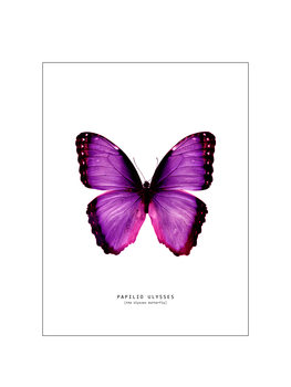 Ilustrace butterfly 2