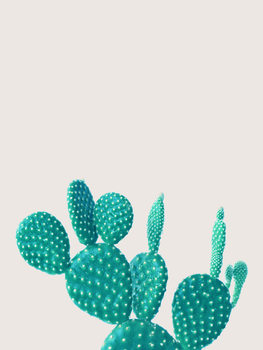 Ilustrace cactus 5