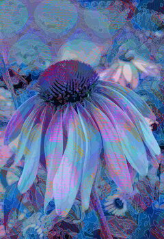 Obrazová reprodukce Cone Flower