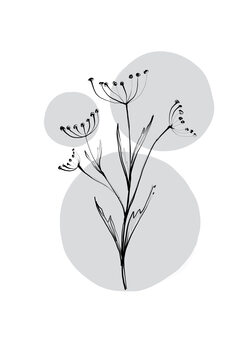 Ilustratie Delicate Botanicals - Wild Carrot