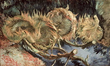 Stampa su Tela Four Withered Sunflowers, 1887