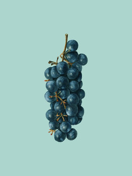 Cuadro en lienzo grapes