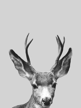 Illustration Grey deer