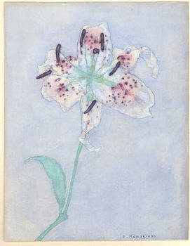 Canvas Lily, after 1921