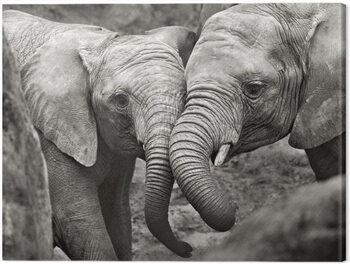 Obraz na plátně Marina Cano - Elephants in Love