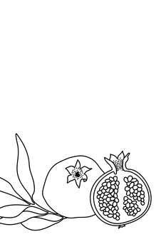 Ilustrace Pomegranate line art