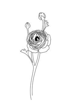 Ilustrace Ranunculus line art