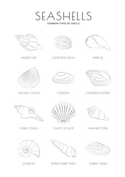 Ilustrace Seashells