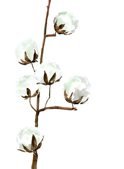 Ilustracija Watercolor cotton branches