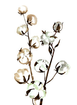 Illustration Watercolor cotton branches
