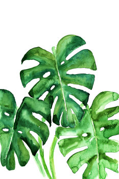Lámina Watercolor monstera leaves