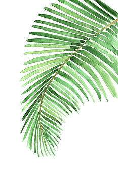 Illustration Watercolor palm leaf