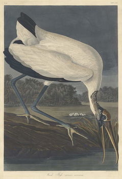 Obrazová reprodukce Wood Ibis, 1834