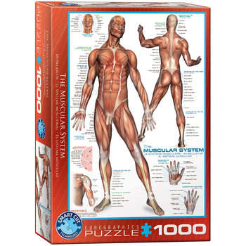Pussel The Muscular System