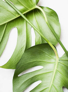Sticker Monstera leaves, close up