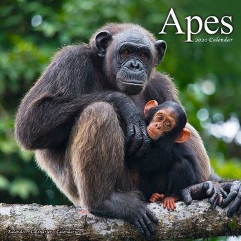 Naptár 2027 Apes
