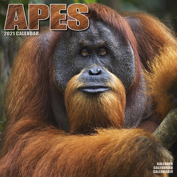 Naptár 2027 Apes
