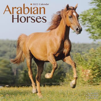 Naptár 2027 Arabian Horses