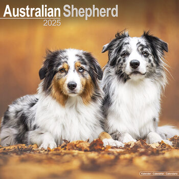Naptár 2027 Australian Shepherd