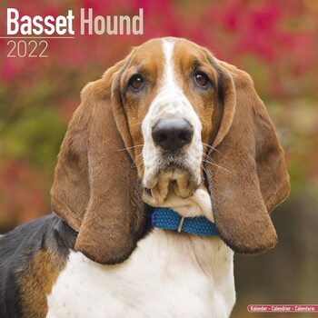 Naptár 2027 Basset Hound