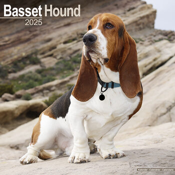 Naptár 2027 Basset Hound
