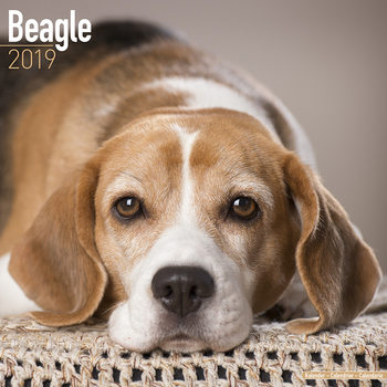 Naptár 2027 Beagle