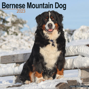 Naptár 2027 Bernese Mountain Dog
