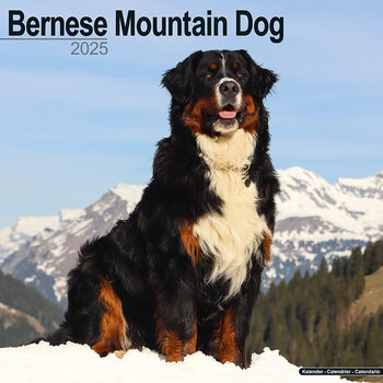 Naptár 2027 Bernese Mountain Dog
