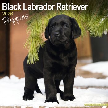 Naptár 2026 Black Lab Retriever