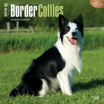 Naptár 2027 Border collie