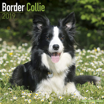 Naptár 2027 Border Collie