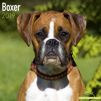 Naptár 2027 Boxer