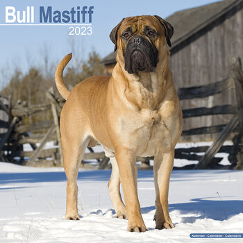 Naptár 2027 Bull Mastiff