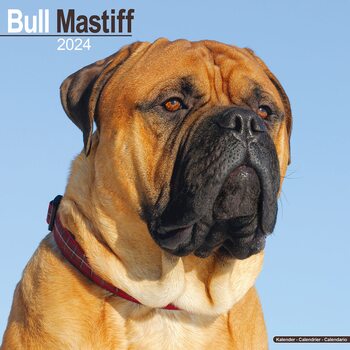 Naptár 2027 Bull Mastiff