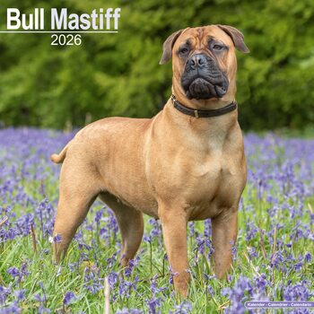 Naptár 2027 Bull Mastiff