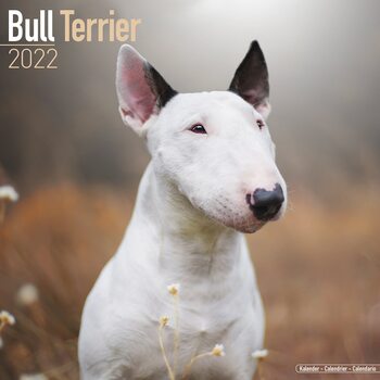 Naptár 2027 Bull Terrier