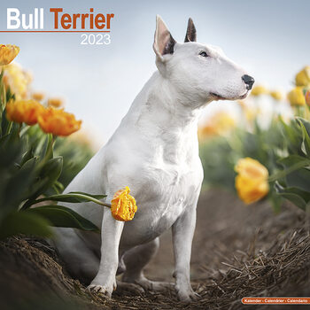 Naptár 2023 Bull Terrier