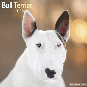 Naptár 2027 Bull Terrier