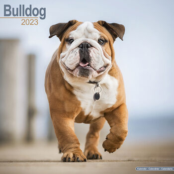 Naptár 2027 Bulldog